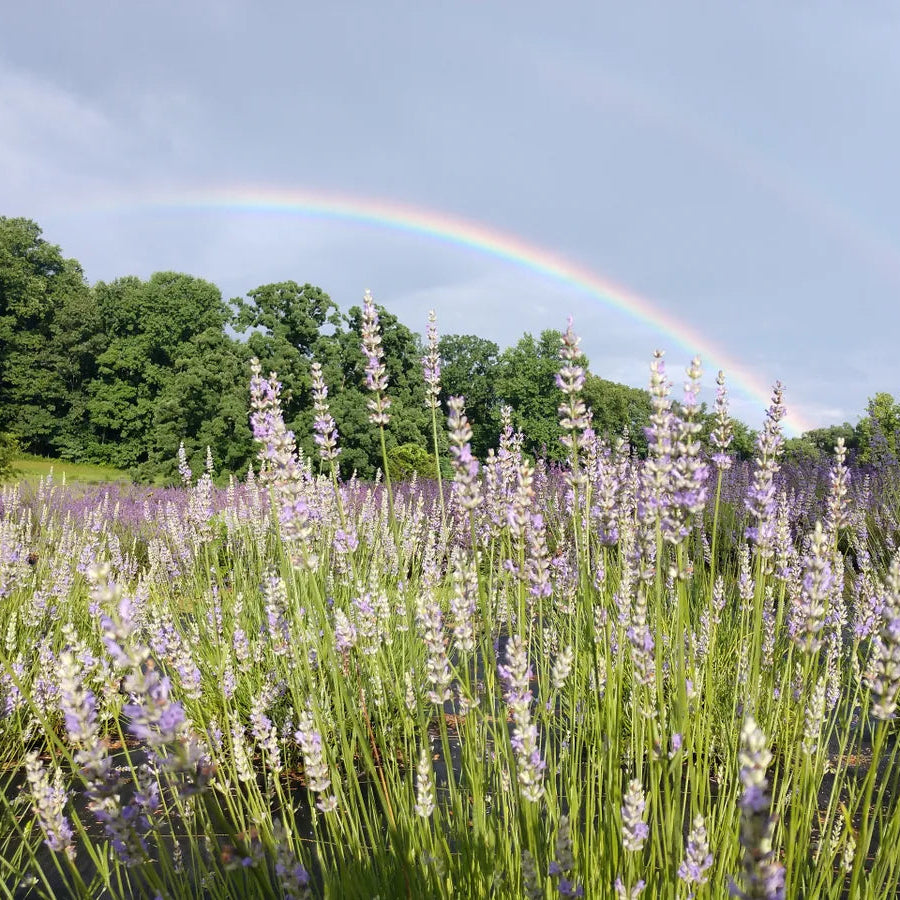 Provence French Lavender - Preorder - Pick up in MAY